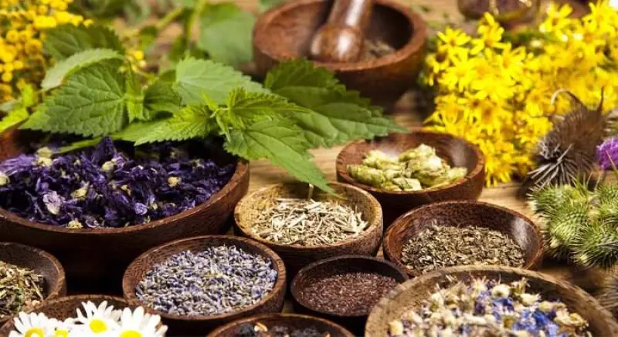 Erbe officinali: quali effetti su chi le usa per curarsi?
