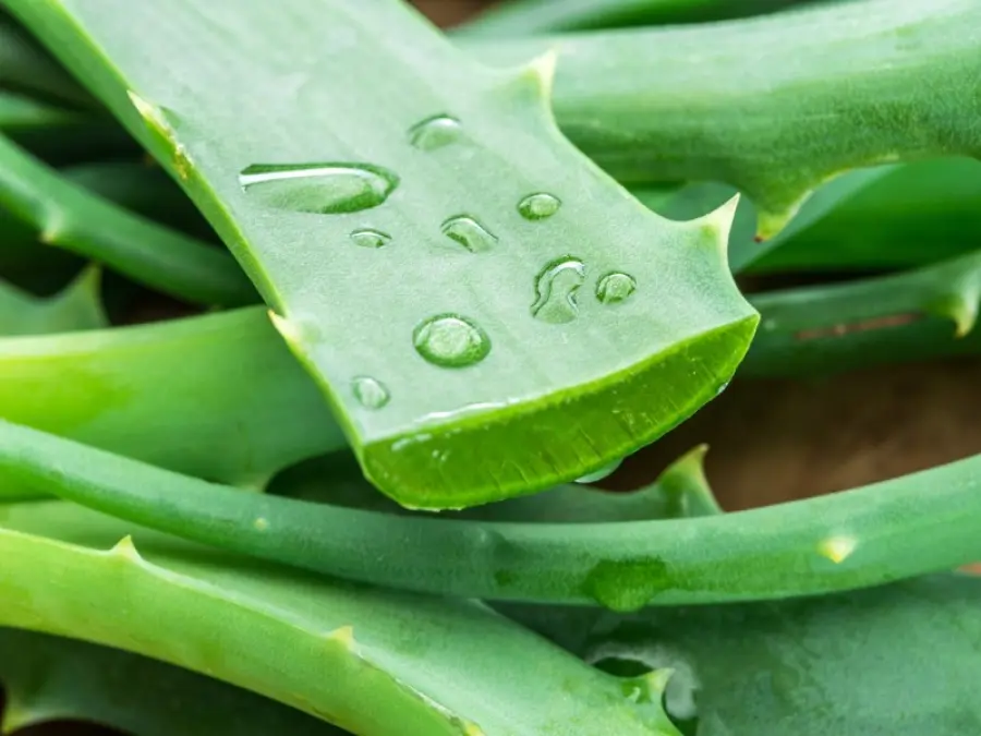 Aloe vera contro le scottature? Il risultato è sorprendente