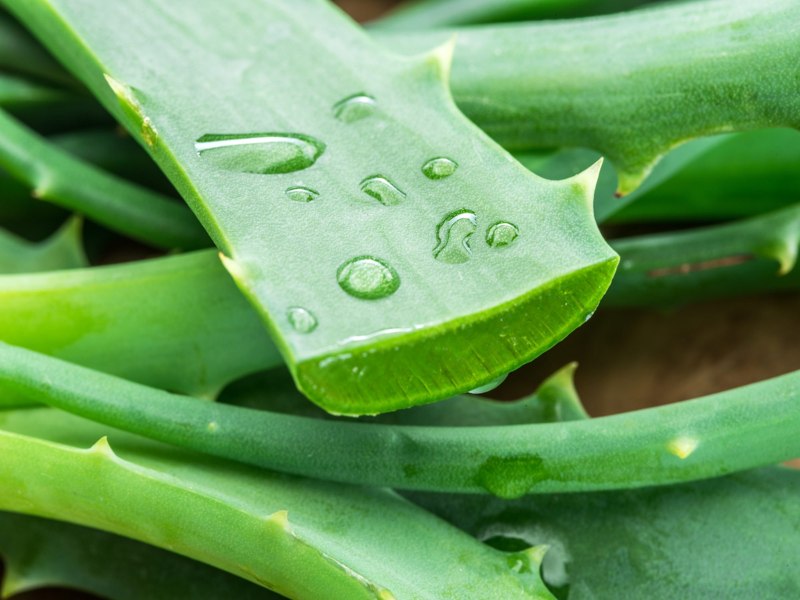 Aloe vera contro le scottature? Il risultato è sorprendente