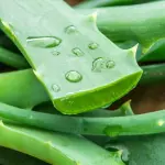 Aloe vera contro le scottature? Il risultato è sorprendente
