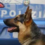 Frosinone, Territorio sotto controllo