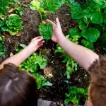 Frosinone, Arrivano gli orti urbani