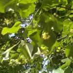 Frosinone, Nuove potature in tutta la città