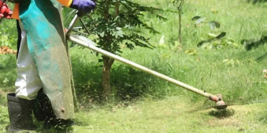 Frosinone, Quattro richiedenti asilo come volontari nella cura del verde