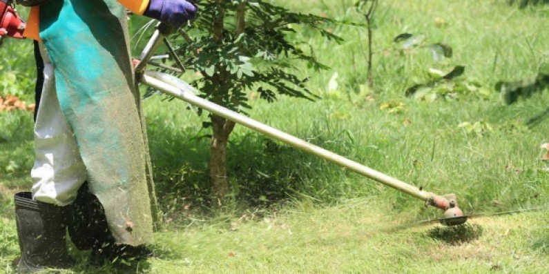 Frosinone, Quattro richiedenti asilo come volontari nella cura del verde