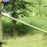 Frosinone, Quattro richiedenti asilo come volontari nella cura del verde